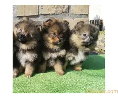 Devojčice Pomeranskog špica - 3