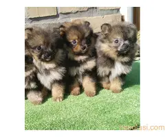 Devojčice Pomeranskog špica - 4