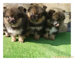 Devojčice Pomeranskog špica - 5