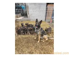 Štenci Belgijskog ovčara Malinoa - 5