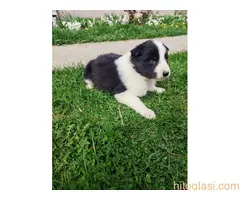 Štenci Border collie - 2