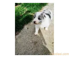 Štenci Border collie - 3
