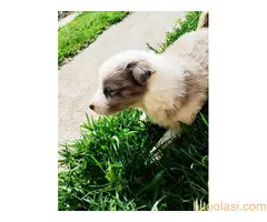 Štenci Border collie - 4