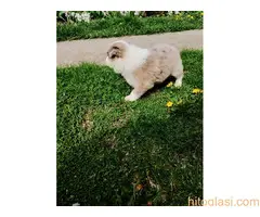 Štenci Border collie - 5