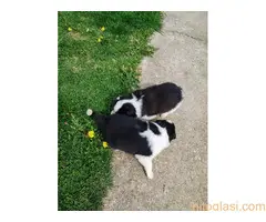 Štenci Border collie - 6