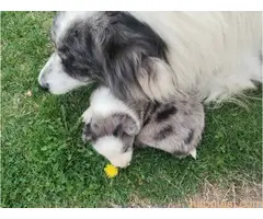 Štenci Border collie - 7