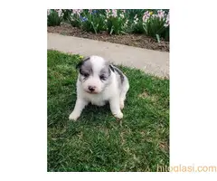 Štenci Border collie - 8