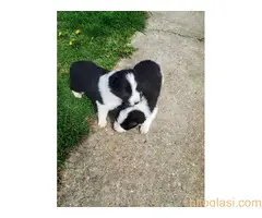 Štenci Border collie - 10