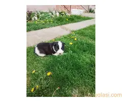 Štenci Border collie - 11