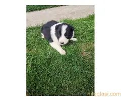 Štenci Border collie - 12