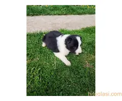 Štenci Border collie - 13