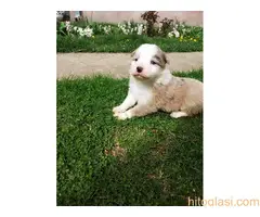 Štenci Border collie - 14