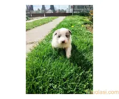 Štenci Border collie - 15