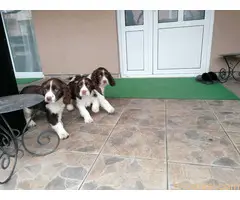 Stenci springer spanijela - 2