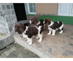 Stenci springer spanijela - 3