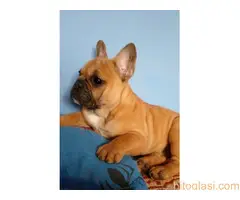 stenci farancuskog buldoga - 2