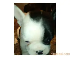 stenci farancuskog buldoga - 3