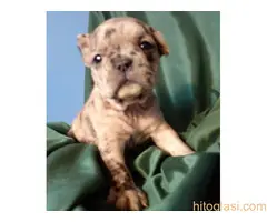 stenci farancuskog buldoga - 5