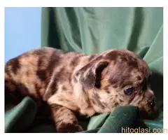 stenci farancuskog buldoga - 6