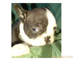 stenci farancuskog buldoga - 7