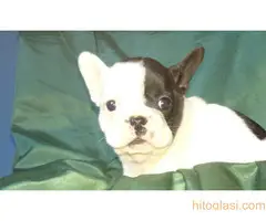 stenci farancuskog buldoga - 9