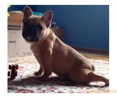 stenci farancuskog buldoga - 10