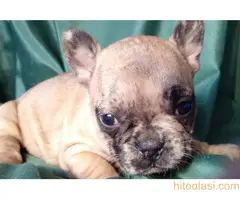 stenci farancuskog buldoga - 11