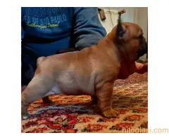 stenci farancuskog buldoga - 12