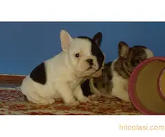 stenci farancuskog buldoga - 13