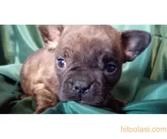 stenci farancuskog buldoga - 14