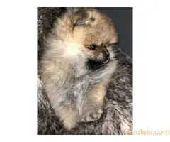 Muški štenci čistokrvnog pomeranca - 2