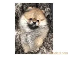 Muški štenci čistokrvnog pomeranca - 3