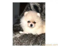 Muški štenci čistokrvnog pomeranca - 4