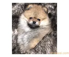 Muški štenci čistokrvnog pomeranca - 5