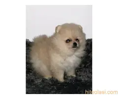 Muški štenci čistokrvnog pomeranca - 6