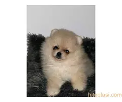 Muški štenci čistokrvnog pomeranca - 7