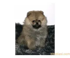 Muški štenci čistokrvnog pomeranca - 8