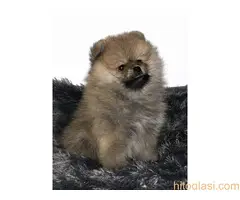 Muški štenci čistokrvnog pomeranca - 9
