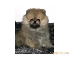 Muški štenci čistokrvnog pomeranca - 10