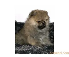 Muški štenci čistokrvnog pomeranca - 11