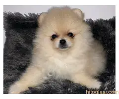 Muški štenci čistokrvnog pomeranca - 12