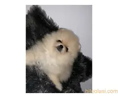 Muški štenci čistokrvnog pomeranca - 13