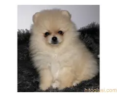 Muški štenci čistokrvnog pomeranca - 14