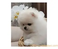 Queen kelly poms-Odgajivačnica čistokrvnih pomeranaca-štenci - 2