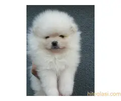 Queen kelly poms-Odgajivačnica čistokrvnih pomeranaca-štenci - 3