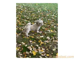 Ši-cu, pas za parenje - 2