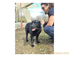 Labrador Retriver - MUZJAK - 2