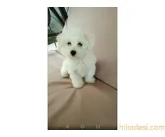 Maltezer Leo - MUZJAK trazi devojku za parenje - 3