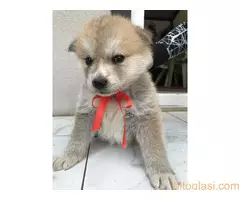 Štenci Akita Inu,Veliki Japanski Pas - 2