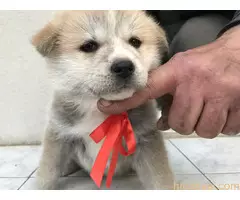Štenci Akita Inu,Veliki Japanski Pas - 3